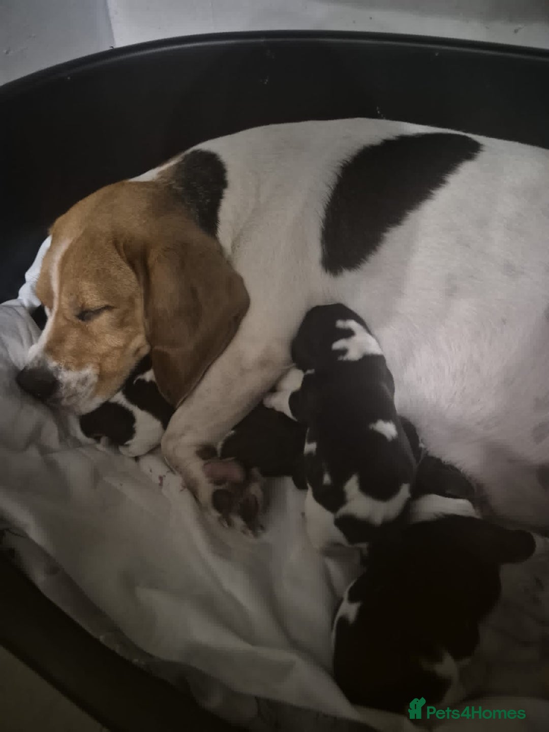 Beagle dogs for stud: Pablo The Beagle STUD in Bolton - Advert 5