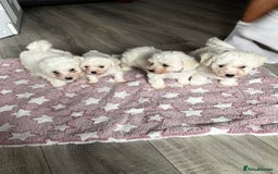 Bichon Frise dogs for sale: Bichon Frise Puppies - Image 5