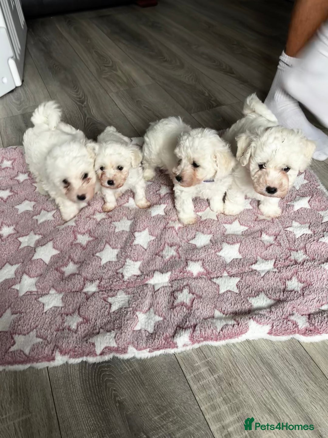 Bichon Frise dogs for sale: Bichon Frise Puppies - Image 5
