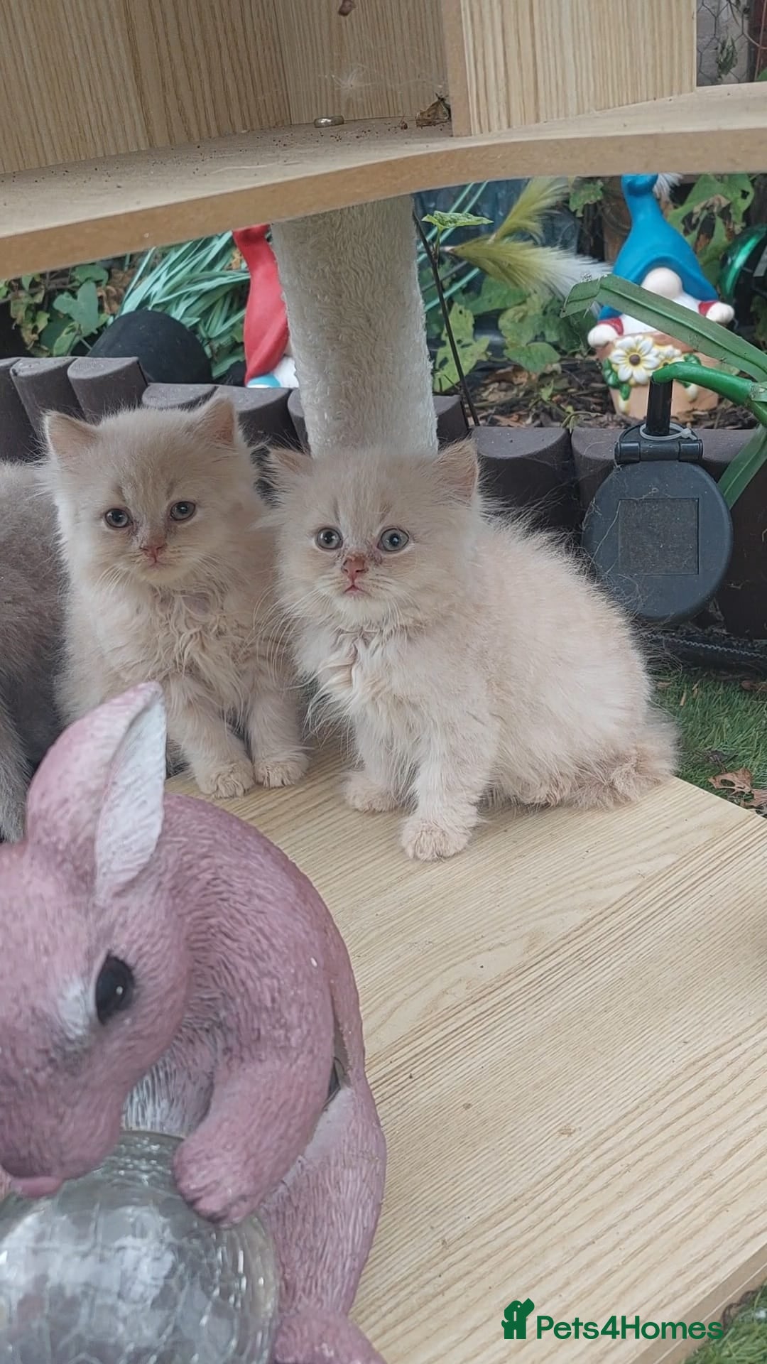 British Shorthair cats for sale: ♥️ Fun Loving British Shorthair Kittens♥️ - Image 11