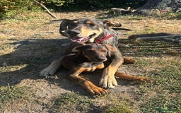Mixed Breed dogs for sale: *ONLY 2 LEFT* Stunning Doberman/Shepheard PUPPIES - Image 3