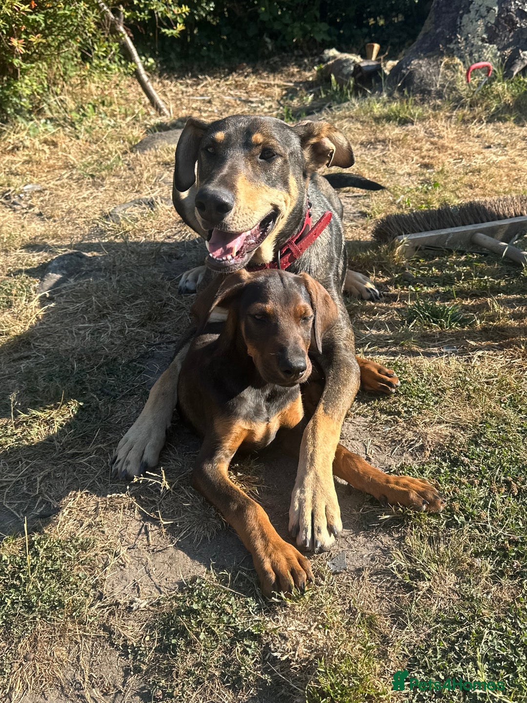 Mixed Breed dogs for sale: *ONLY 2 LEFT* Stunning Doberman/Shepheard PUPPIES - Image 3