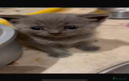 British Shorthair cats for sale: British Shorthair kittens  - Image 13