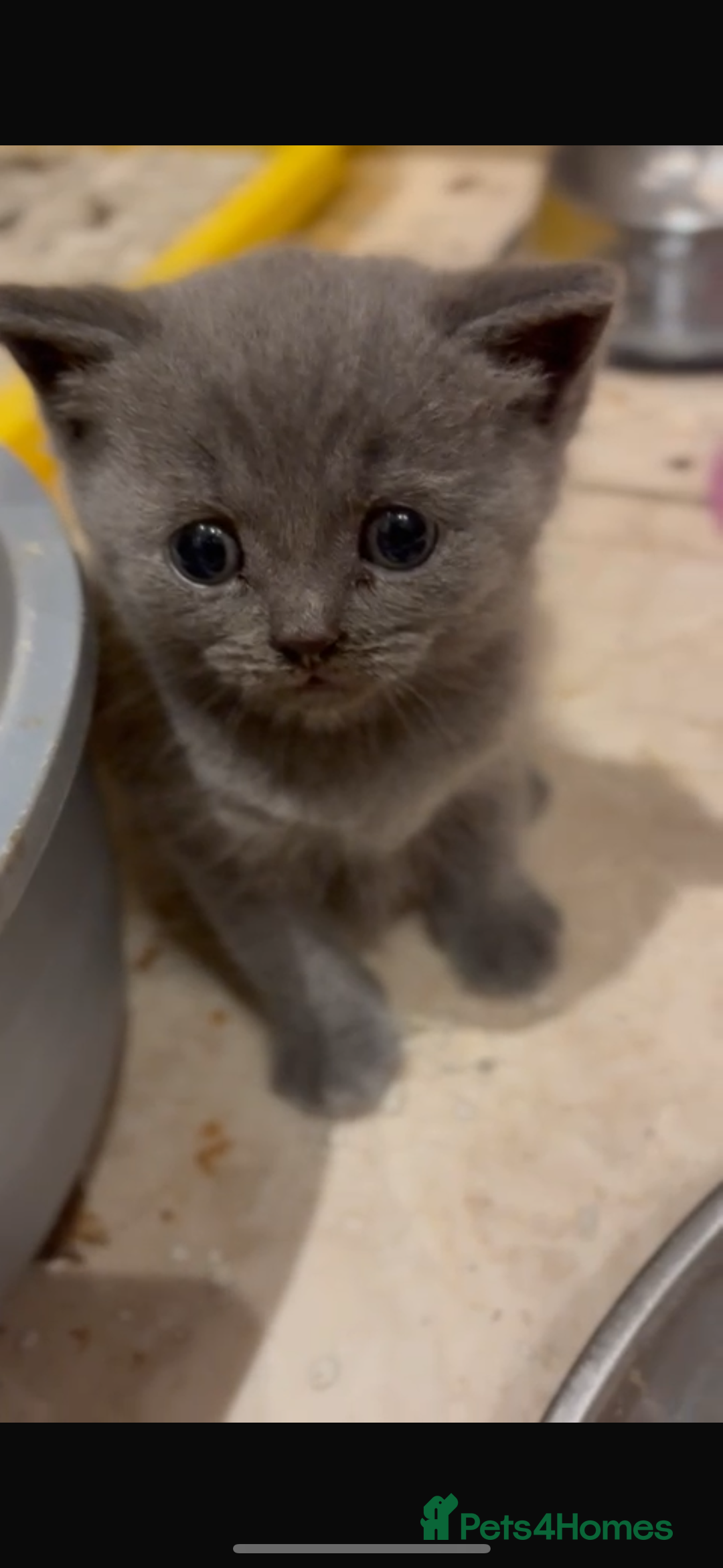 British Shorthair cats for sale: British Shorthair kittens  - Image 13