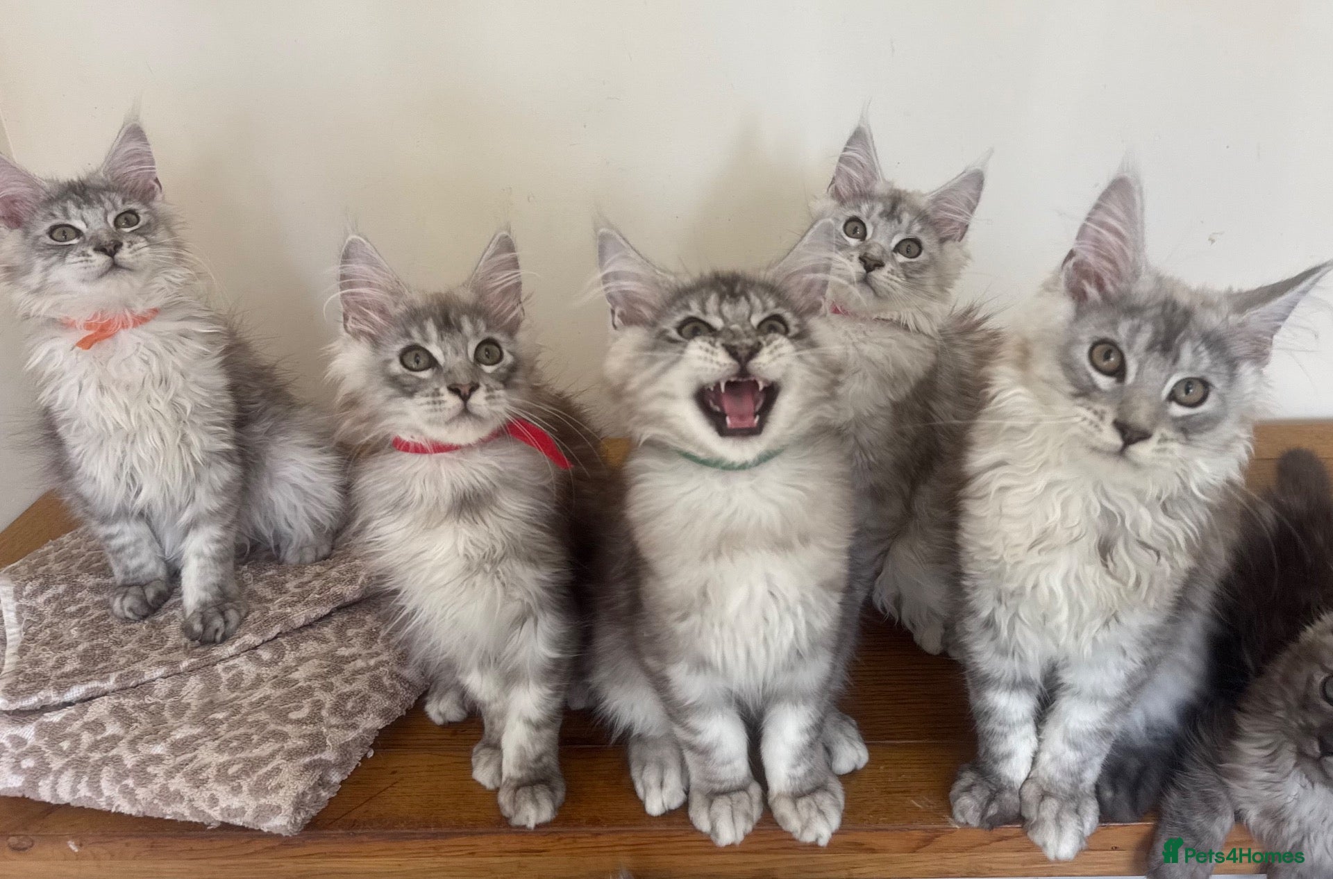 Maine Coon cats Super Chunky Champion Lines TICA pedigree MCs - Advert 2