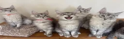 Maine Coon cats for sale: Exceptional Pedigree Maine Coon kittens available  in Worcester - Advert 1