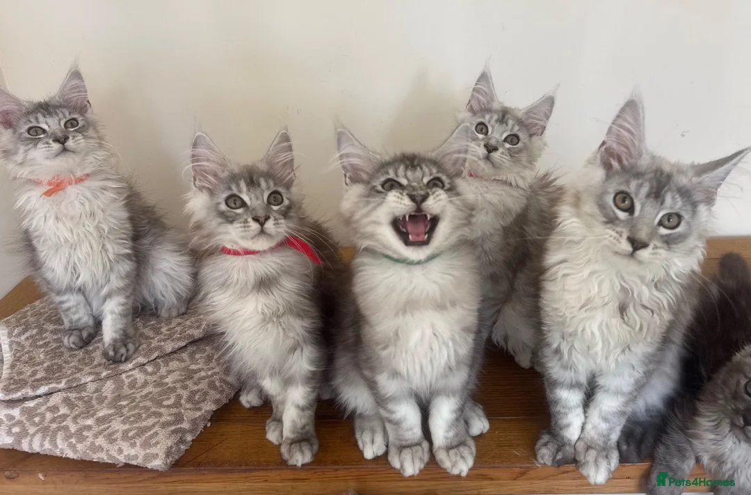 Maine Coon cats for sale: Exceptional Pedigree Maine Coon kittens available  in Worcester - Advert 1