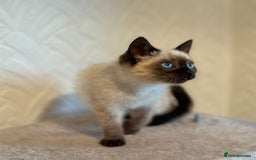 Siamese cats for sale: Beautiful Siamese Kitten - Image 5