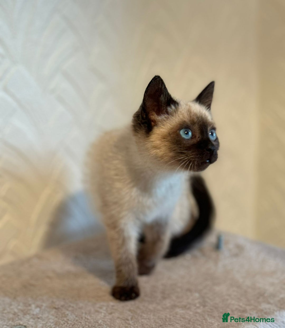 Siamese cats for sale: Beautiful Siamese Kitten - Image 5