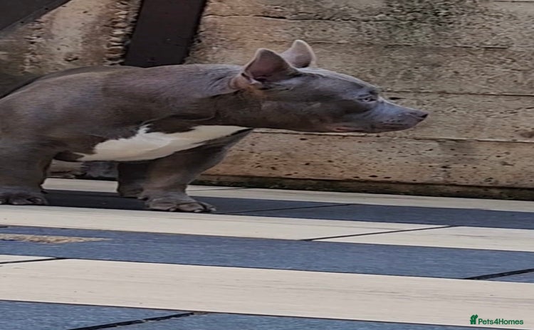 American Bully dogs - Advert 9