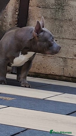 American Bully dogs - Advert 9