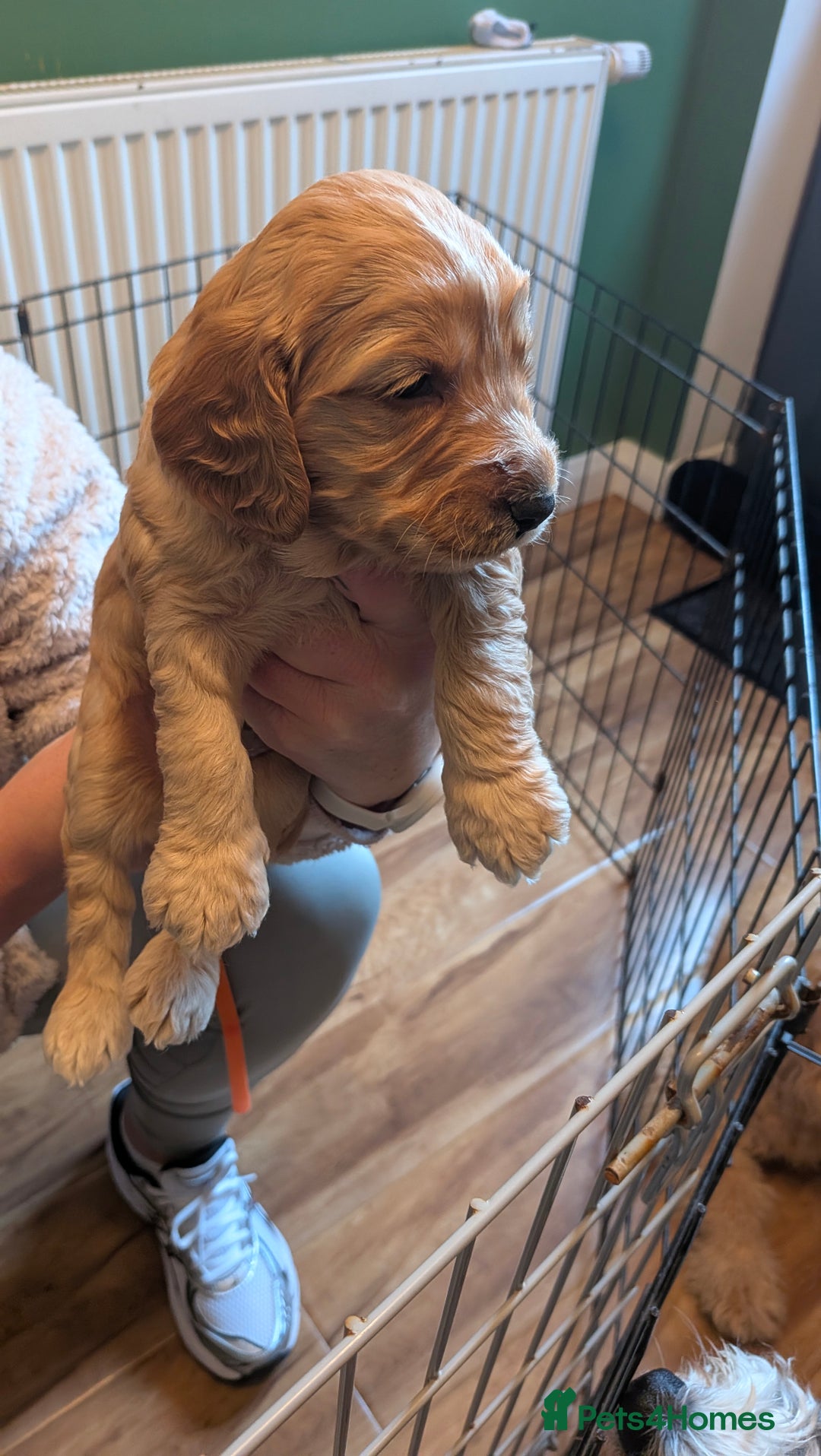 Cockapoo dogs for sale: Stunning cockapoos  - Advert 9