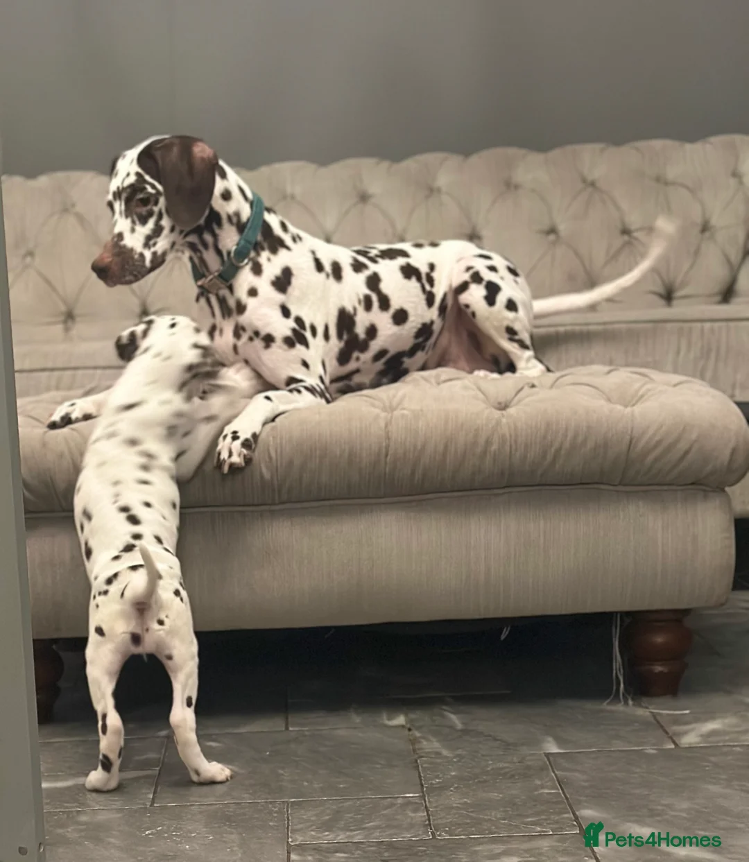 Dalmatian dogs for sale: Only 1 boy available  - Advert 10