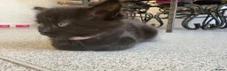 Mixed Breed cats for sale: Balinese X British short hair Black fluffy kittens - Advert 13