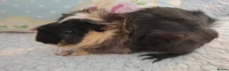 Guinea Pig rodents for sale: Lovely Young Guinea-Pigs Ready Now  - Advert 7
