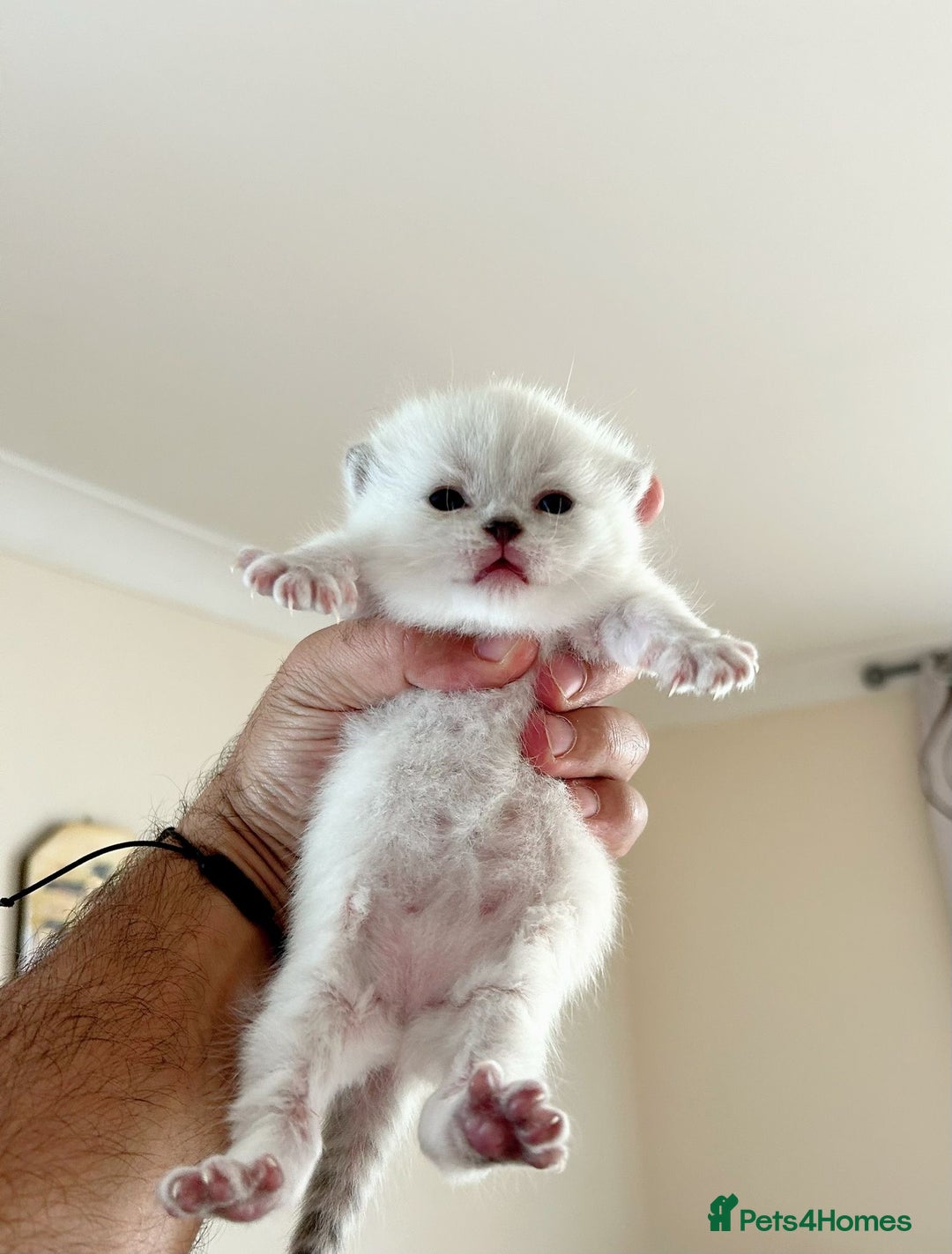 British Shorthair cats for sale: British shorthair chocolate and silver pointed  - Image 4