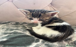 Mixed Breed cats for sale: 6 kittens not ready till 14th August  - Image 21