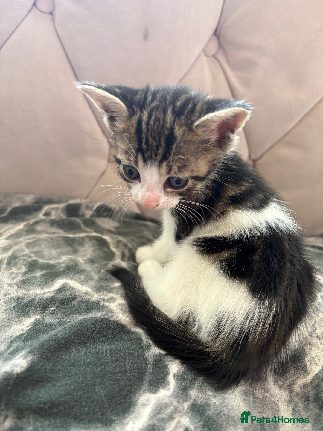 Mixed Breed cats for sale: 6 kittens not ready till 14th August  - Image 21