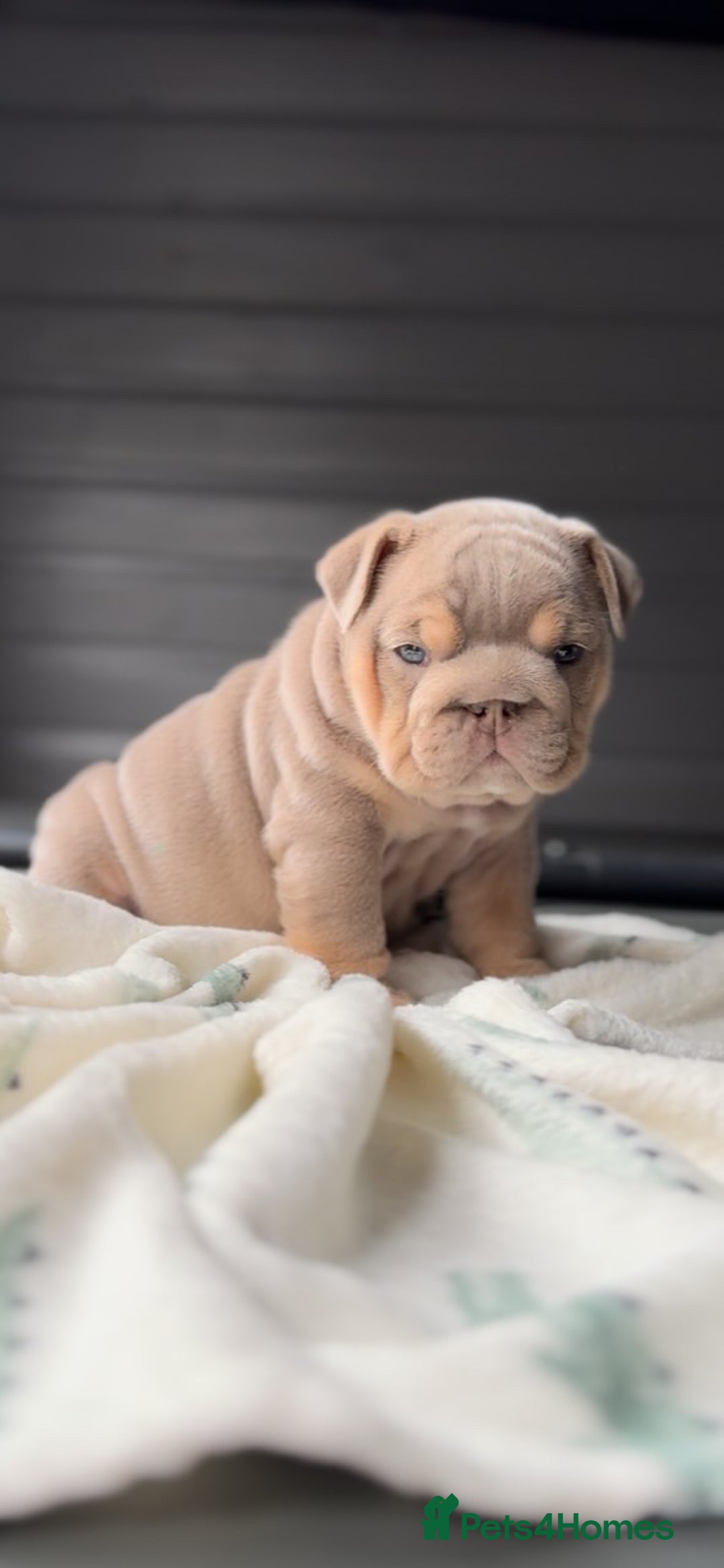 English Bulldog dogs for sale: Bulldogs ready to go!  - Image 16