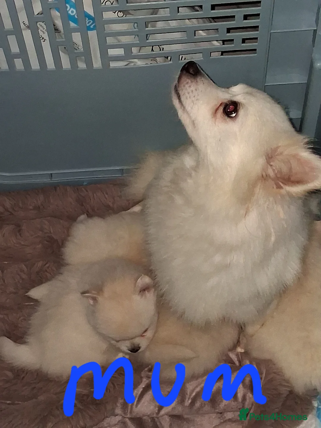 Pomeranian dogs for sale: 💖RARE PURE WHITE POMMERAINIAN💝 - Advert 13