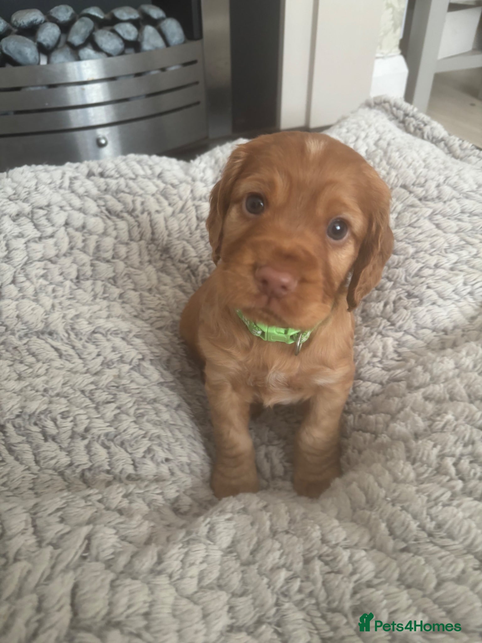 Cocker Spaniel dogs Beautiful KC Reg. Working Cocker Spaniels  - Advert 8