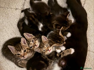 Mixed Breed cats - Advert 31