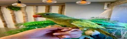Ringnecks birds for sale: Hand Reared Baby Indian Ringneck Parrots For Sale - Advert 9