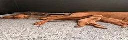 Hungarian Vizsla dogs for sale:     KC Hungarian Vizsla Puppies - Licensed ⭐ - Advert 4