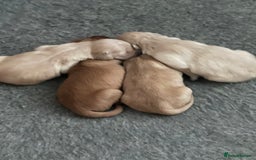 Golden Retriever dogs for sale: Beautiful KC Registered Golden Retrievers - Image 3