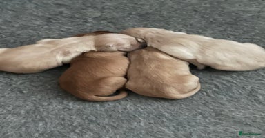 Golden Retriever dogs - Advert 9