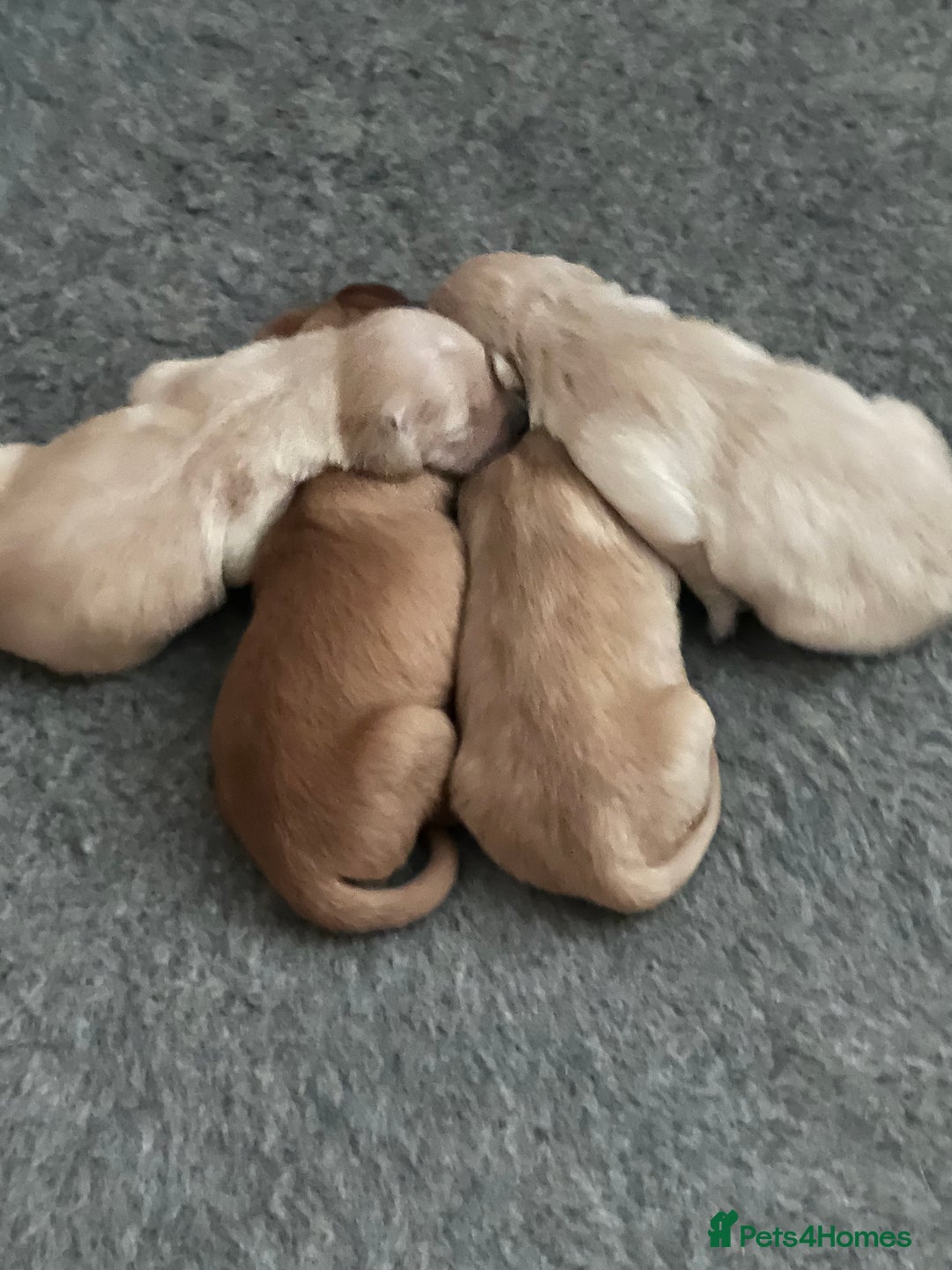 Golden Retriever dogs for sale: Beautiful KC Registered Golden Retrievers - Image 3