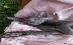 Oriental cats for sale: Full Pedigree Oriental 1 Kitten XL size ears GCCF - Image 26