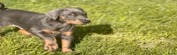 Dobermann dogs for sale: Doberman kennel club registered  - Advert 5