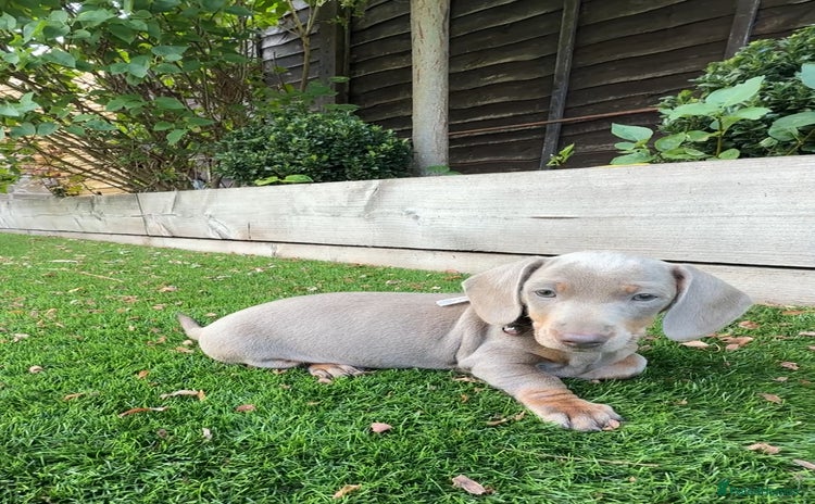 Miniature Dachshund dogs - Advert 1