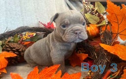 English Bulldog dogs for sale: Isabella and tri English bulldog puppy’s  - Image 15