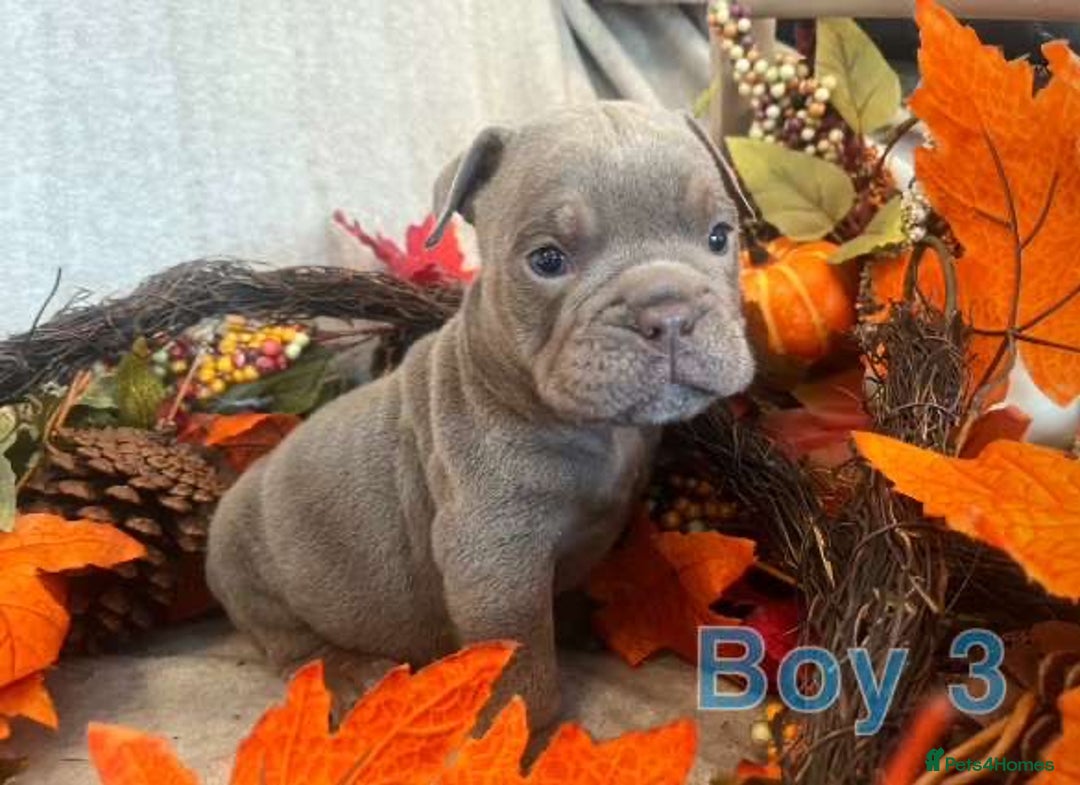English Bulldog dogs for sale: Isabella and tri English bulldog puppy’s  - Image 15