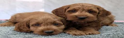 Cockapoo dogs for sale: Beautiful red pups from health tested parents - Advert 35