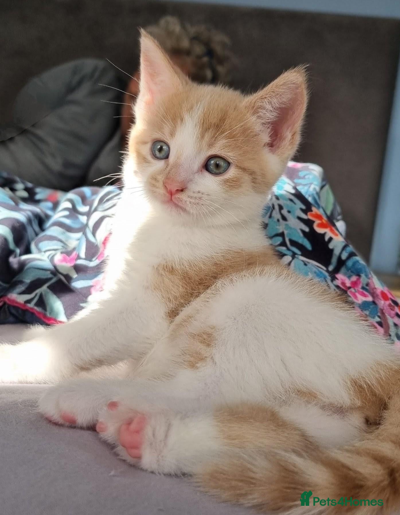 Domestic Shorthair cats Lovely kittens short and longhair  - Advert 1