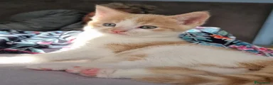 Domestic Shorthair 2