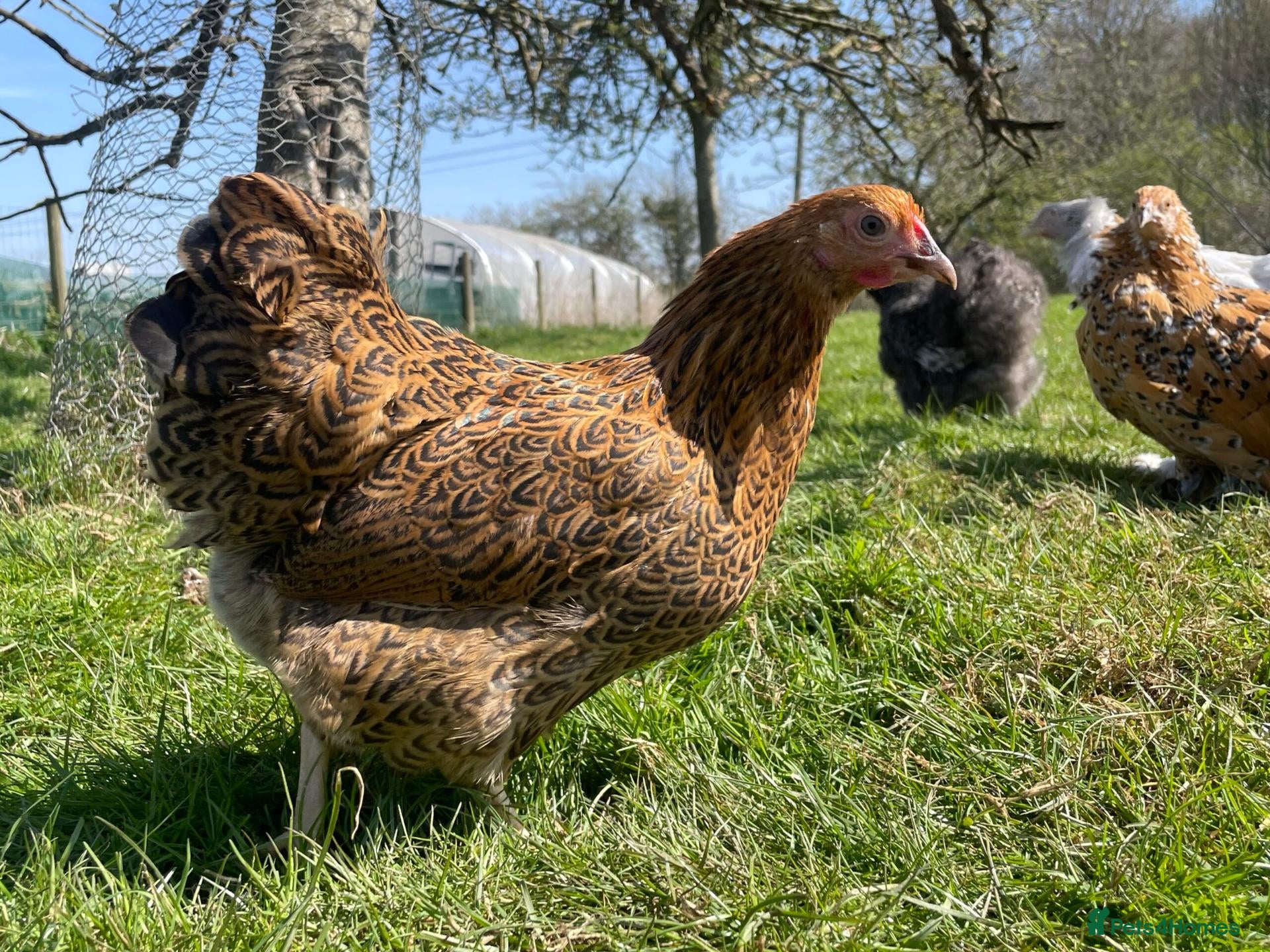 Chickens poultry Point of Lay Gold Wyandotte Bantam Hens - Advert 1