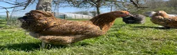 Chickens poultry for sale: Point of Lay Gold Wyandotte Bantam Hens in Felixstowe - Advert 1