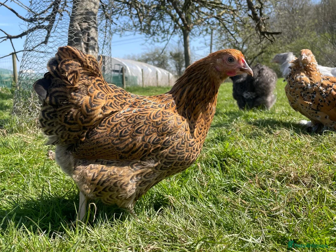 Chickens poultry for sale: Point of Lay Gold Wyandotte Bantam Hens in Felixstowe - Advert 1