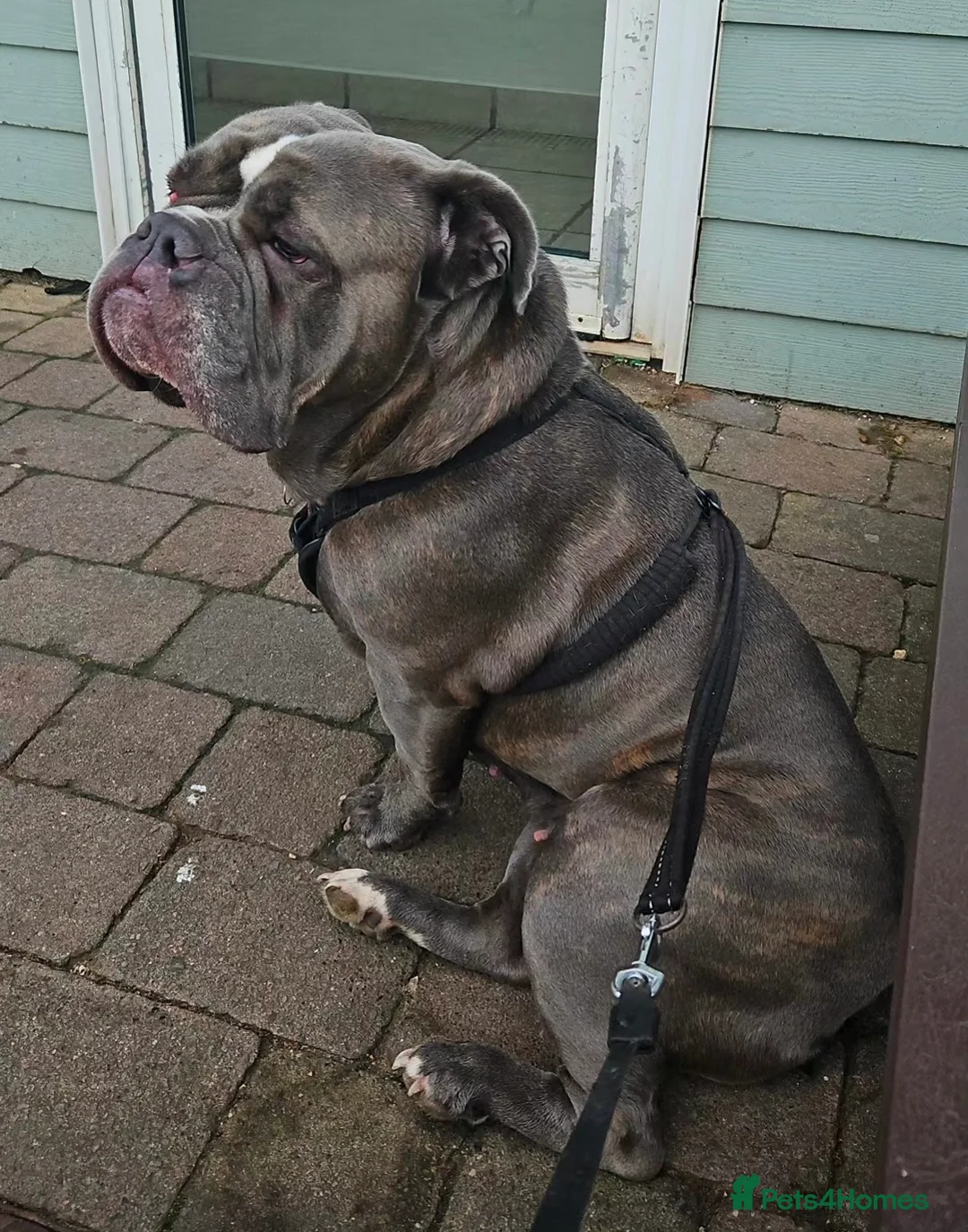 Mixed Breed dogs for sale: Beautiful girl looking for new home - Advert 3