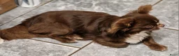 Chihuahua dogs for stud: Chihuahua Chocolate longhaired Stud  in Romford - Advert 12