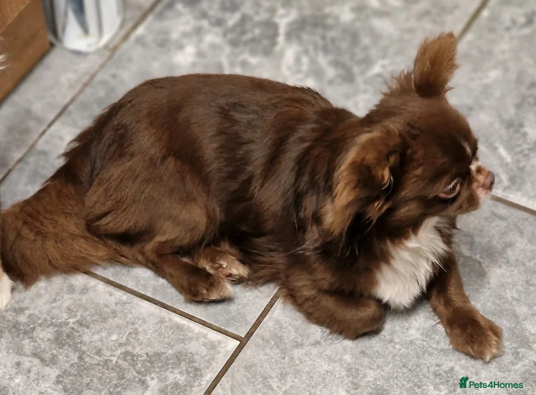 Chihuahua dogs for stud: Chihuahua Chocolate longhaired Stud  in Romford - Advert 12