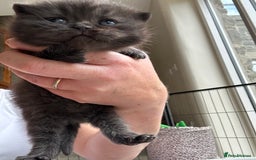 British Shorthair cats for sale: GCCF BSH Beautiful Kittens  - Image 6