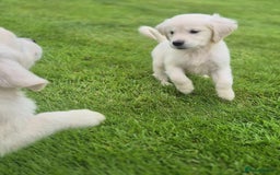Golden Retriever dogs for sale: delightful litter of Golden Retriever puppies - Image 6