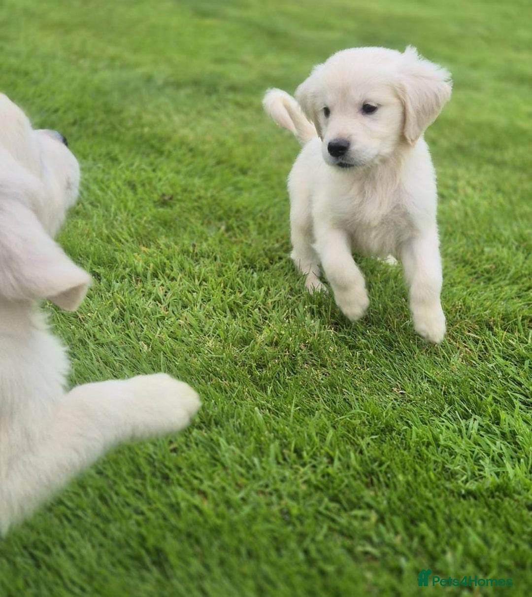 Golden Retriever dogs for sale: delightful litter of Golden Retriever puppies - Image 6