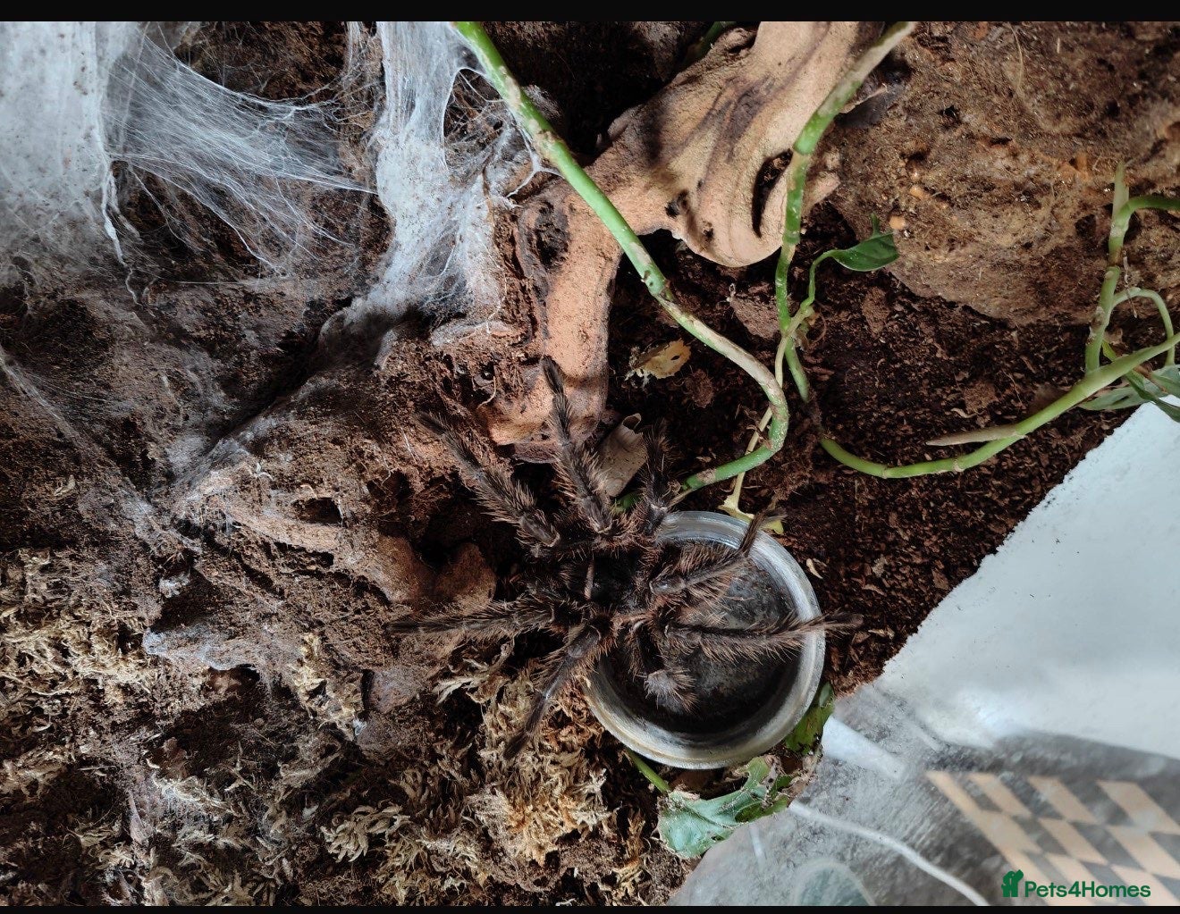 Tarantulas invertebrates for sale: Brazilian Salmon Pink Bird eater - Advert 2
