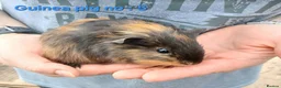 Guinea Pig rodents for sale: Cute 6 week old male guinea pigs - ginnywiggles - Advert 10